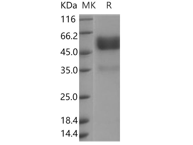 Recombinant Human TNFRSF19/TROY Protein (Fc Tag)