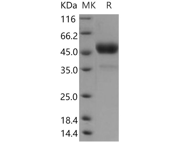 Recombinant Human Tetherin/BST2 Protein (Fc Tag)