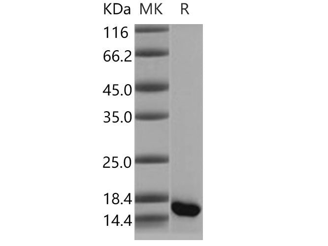 Recombinant Human GMFB Protein