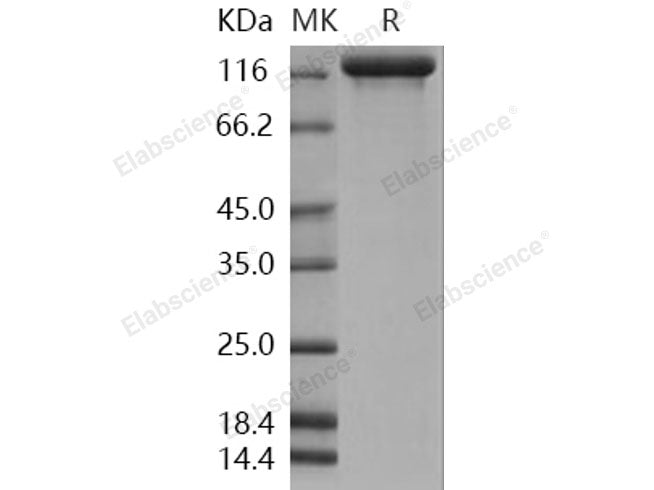 Recombinant Human Semaphorin 5A/SEMA5A Protein (Fc Tag)