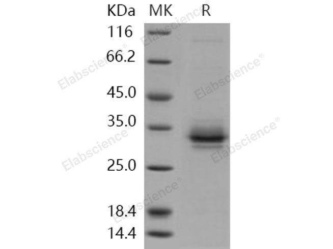 Recombinant Human FOLR2/FBP Protein (His Tag)
