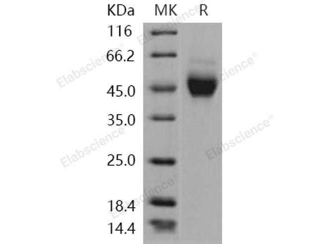 Recombinant Human NEGR1 Protein (His Tag)