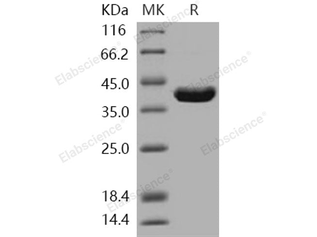 Recombinant Human ITCH/AIP4 Protein (aa 526-903)