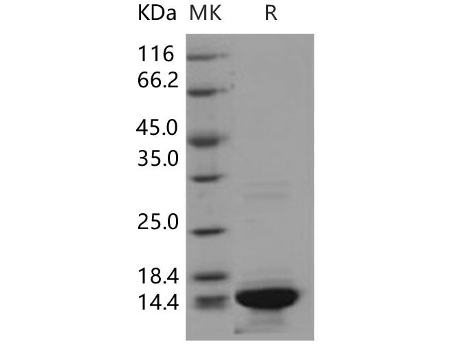 Recombinant Human HIST3H2A/Histone H2A Protein