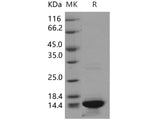 Recombinant Human HIST3H2A/Histone H2A Protein