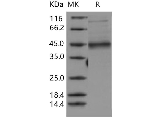 Recombinant Human MFG-E8/lactadherin/MFGE8 Protein (His Tag)(Active)