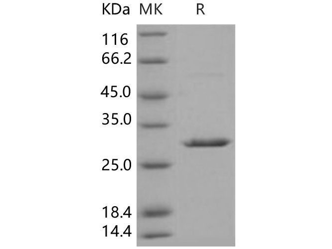 Recombinant Human 14-3-3 beta/YWHAB Protein