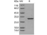Recombinant Human 14-3-3 epsilon/YWHAE Protein
