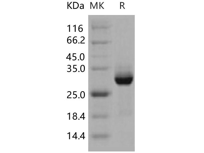 Recombinant Human AKT3 Protein (GST Tag)
