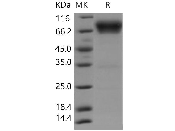 Recombinant Human B7-H4/VTCN1 Protein (Fc Tag)(Active)