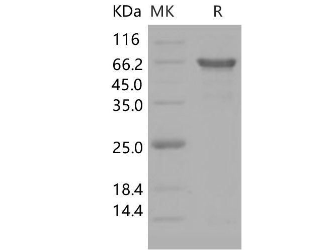 Recombinant Human APP/Protease nexin-II Protein (Fc Tag)(Active)