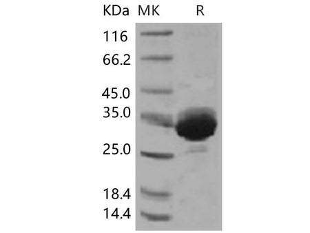 Recombinant Human IgG1-Fc Protein (103 Cys/Ser)(Active)