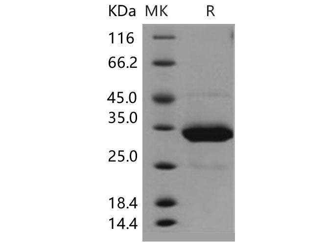 Recombinant Human IgG1 Fc Protein