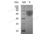 Recombinant Human CD80/B7-1 Protein