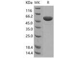 Recombinant Human Apolipoprotein A-I/ApoAI Protein (Fc Tag)(Active)