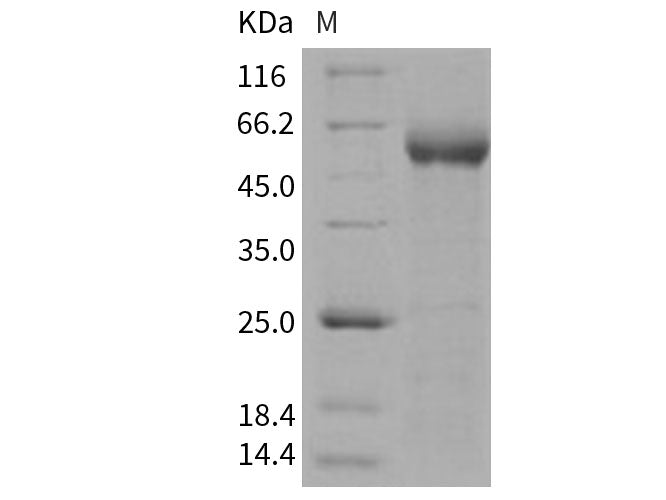 Recombinant Human Contactin 5/CNTN5 Protein (His Tag)(Active)