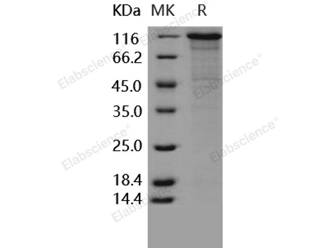 Recombinant Human VE-Cadherin/CDH5 Protein (His & Fc Tag)(Active)