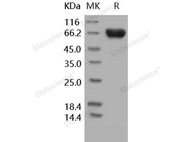 Recombinant Human TROP2/TACSTD2 Protein (His & Fc Tag)(Active)