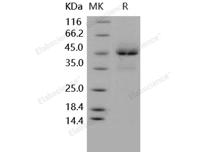 Recombinant Human TRAILR1/TNFRSF10A Protein (Fc Tag)(Active)