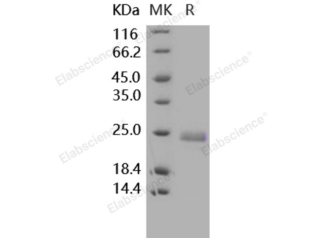 Recombinant Human TNFSF14/LIGHT Protein (His Tag)