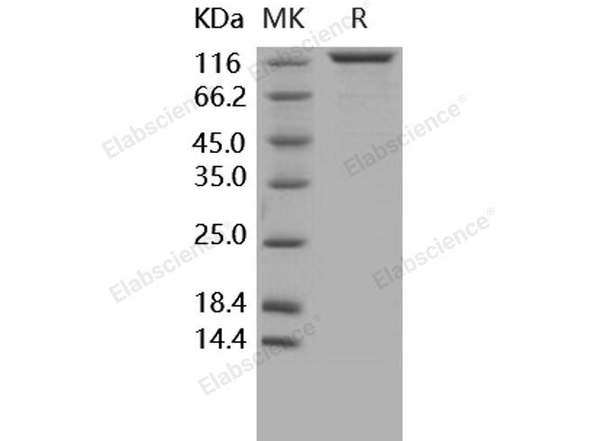 Recombinant Human Contactin 1/CNTN1 Protein (His Tag)(Active)