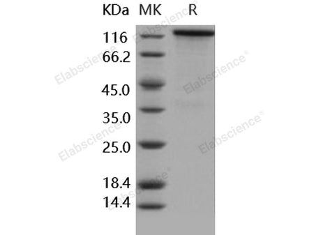 Recombinant Human/Rhesus HER4/ErbB4 Protein (Fc Tag)(Active) - MSE Supplies LLC