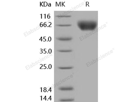 Recombinant Human ICAM-1/CD54 Protein (His Tag)(Active)