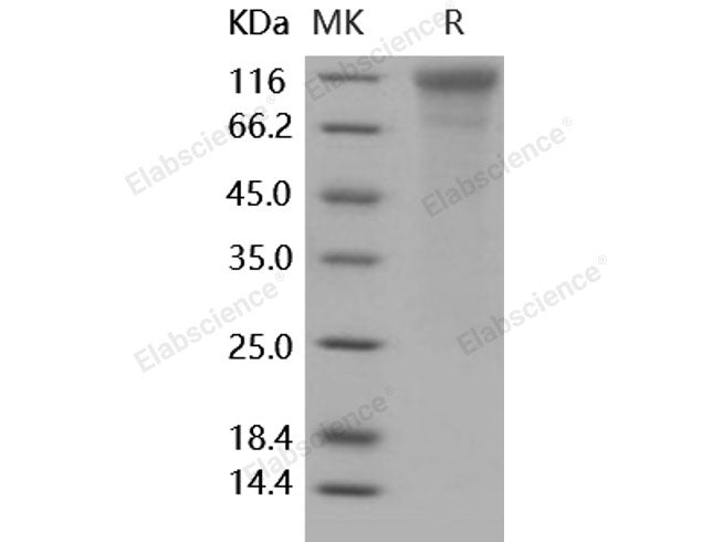 Recombinant Human CD50/ICAM-3 Protein (His Tag)(Active)
