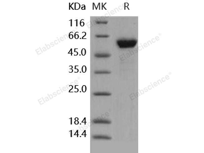 Recombinant Human HMGB1/HMG1 Protein (Fc Tag)(Active)