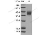 Recombinant Human B7-DC/PD-L2/CD273 Protein (His Tag)(Active)