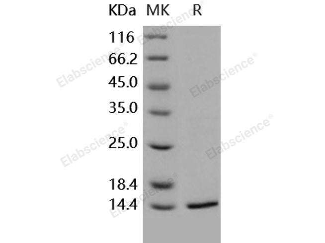 Recombinant Human FKBP12 Protein (His Tag)