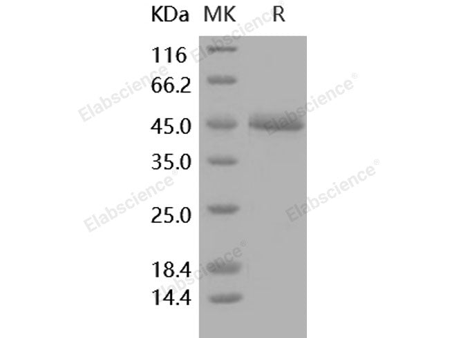 Recombinant Human ALK-2/ACVR1 Protein (His & Fc Tag)(Active)