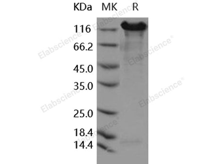 Recombinant Human E-Cadherin/CDH1 Protein (Fc Tag)(Active)
