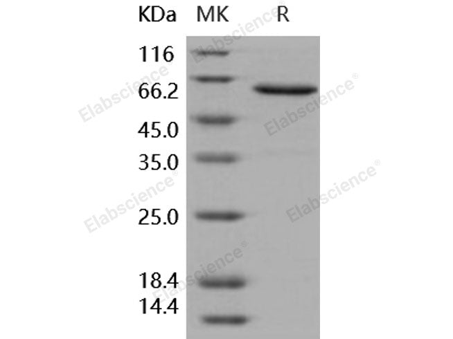 Recombinant Human JAM-A/F11R Protein (Fc Tag)(Active)