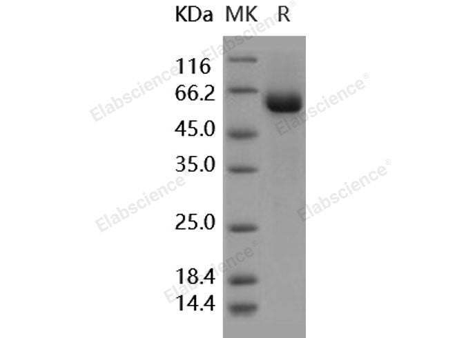 Recombinant Human tPA/PLAT Protein (aa 37-310, Fc Tag)