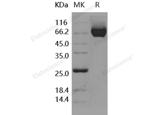 Recombinant Human CHL-1 Protein (His Tag)(Active)