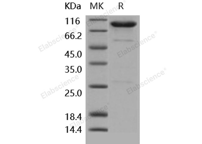 Recombinant Human CD55/DAF Protein (Fc Tag)(Active)