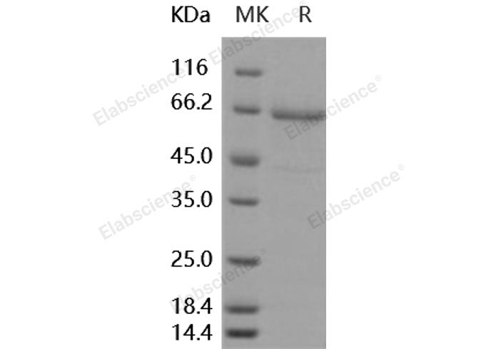 Recombinant Human TLR2/CD282 Protein (aa 1-587, His Tag)