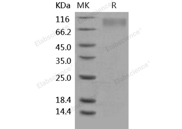 Recombinant Human TrkC/NTRK3 Protein (His Tag)(Active)