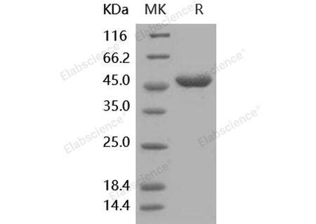 Recombinant Human G-CSF/CSF3 Protein (Fc Tag)(Active)