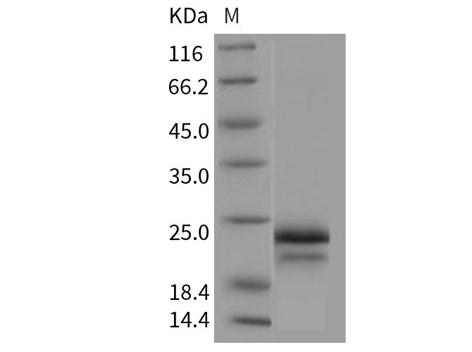Recombinant Human/Cynomolgus VEGFA/VEGF165 Protein (Active)
