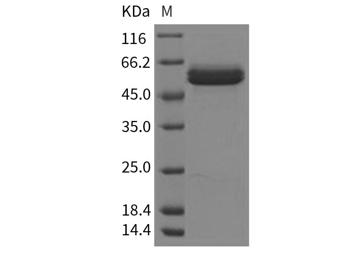 Recombinant Human beta Amylase/AMY2 Protein (His Tag)