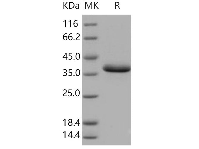 Recombinant Human EGF Protein (Fc Tag)(Active)