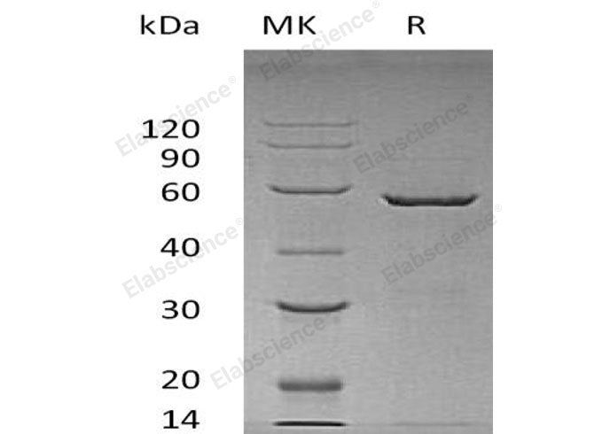 Recombinant Human 14-3-3 epsilon/YWHAE Protein (GST Tag)