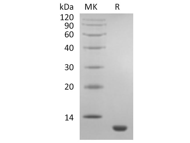 Recombinant Human CCL11/Eotaxin Protein