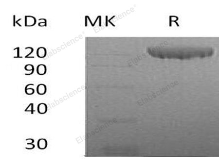 Recombinant Human Contactin 2/CNTN2 Protein (His Tag)