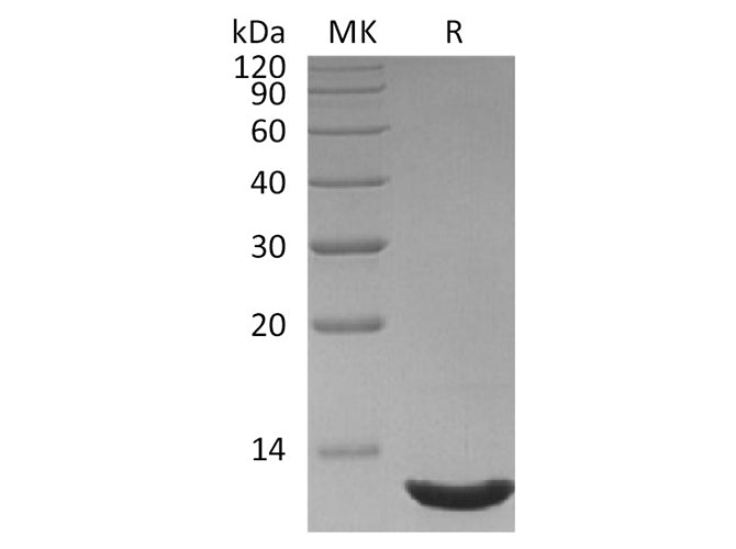 Recombinant Human CXCL12/SDF-1 Protein (aa19-93)