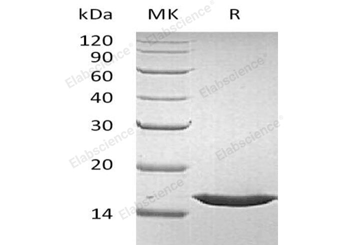 Recombinant Human FGF-1/FGFa Protein (Active)