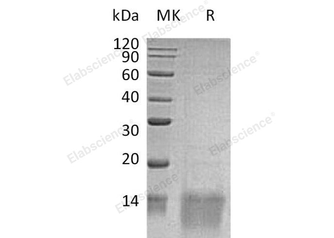 Recombinant Human GDF11/BMP-11 Protein