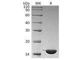 Recombinant Human IL36G/IL1F9 Protein (Active)